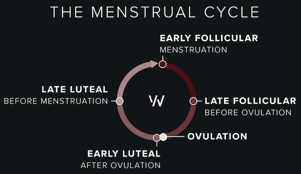 Le cycle menstruel, un coach de vie à prendre au sérieux - Elle